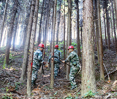 嚴(yán)把森林培育質(zhì)量關(guān)，譜寫(xiě)資源培育新篇章