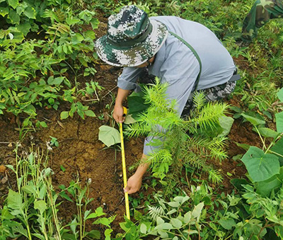 嚴(yán)把森林培育質(zhì)量關(guān)，譜寫(xiě)資源培育新篇章
