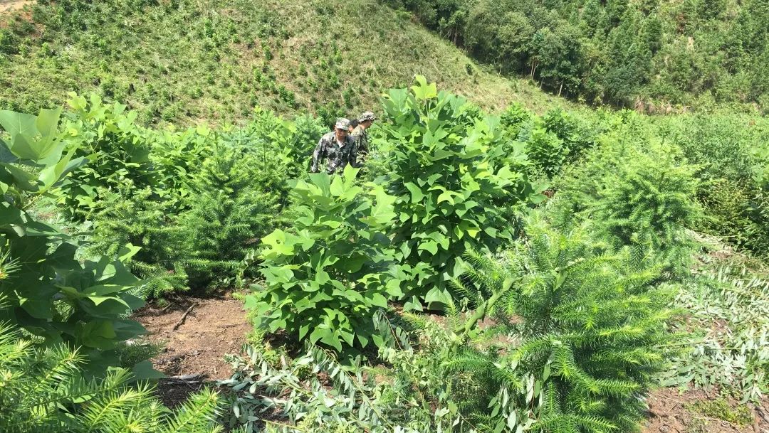 福建金森舉辦首屆“村企合作造林村民開(kāi)放日”活動(dòng) 福建金森舉辦首屆“村企合作造林村民開(kāi)放日”活動(dòng)