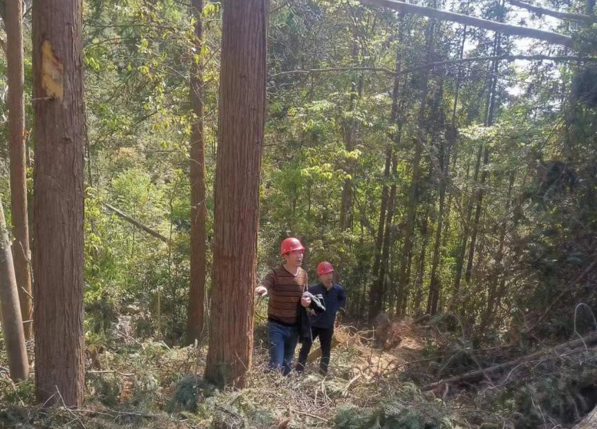 “兩節(jié)”前夕，“綠盾”行動——福建金森嚴格把關(guān)林木采伐施工